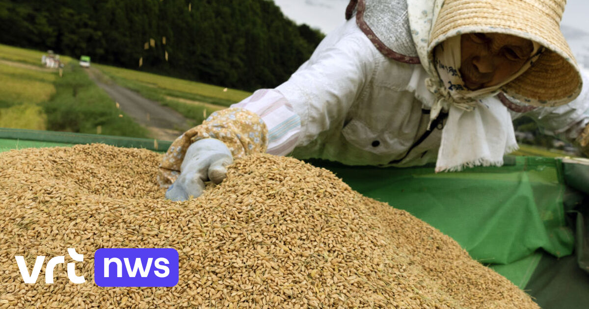 Japan zet na mislukte oogst volop in op rijst die hitte beter trotseert ...