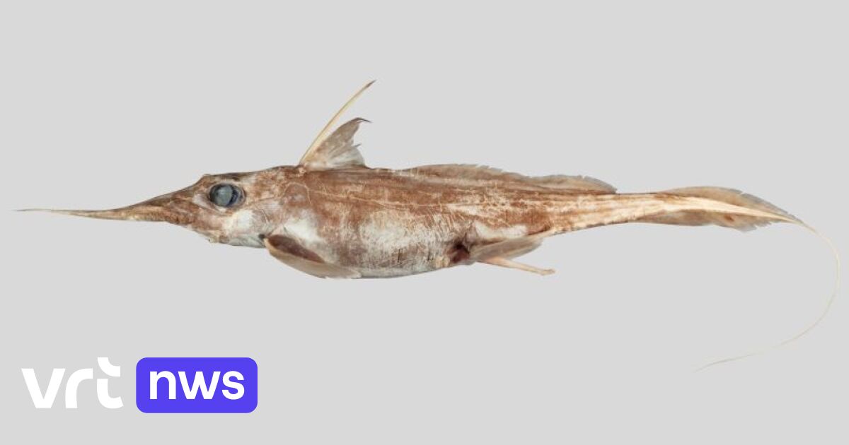 Nieuwe soort spookhaai ontdekt in Stille Oceaan voor kust Nieuw-Zeeland