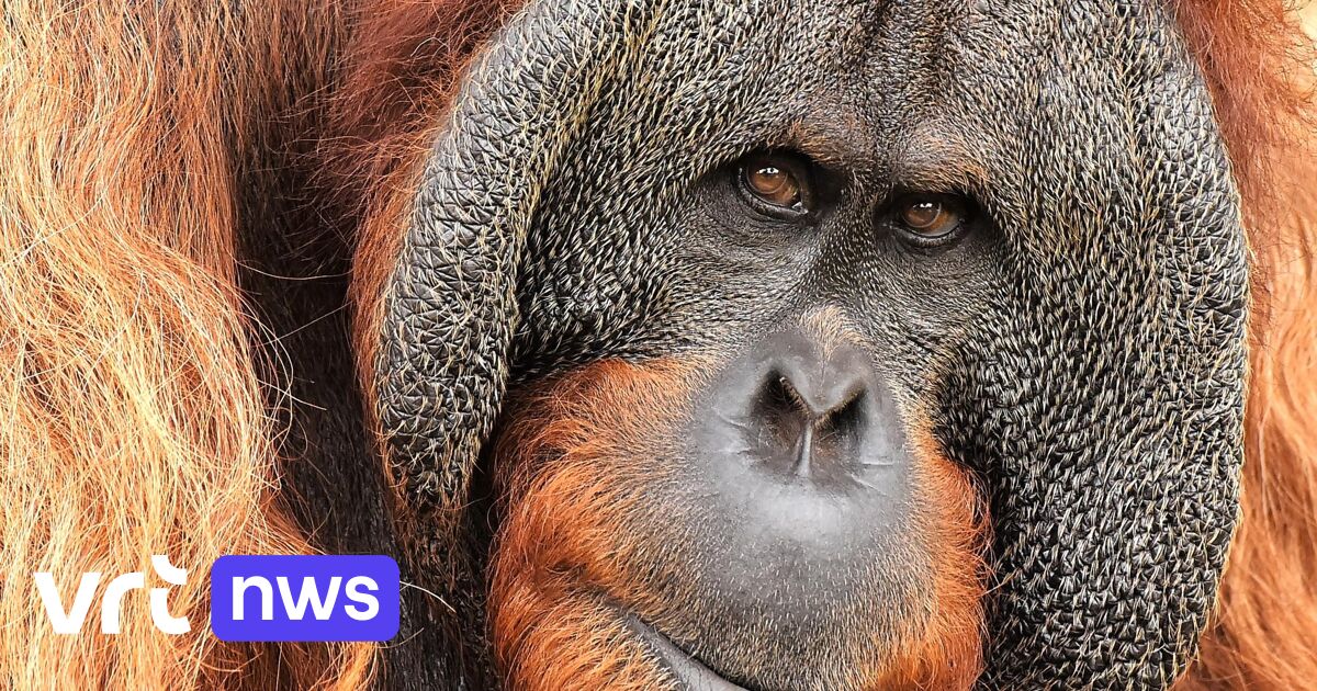 Pairi Daiza meldt overlijden van orang-oetan: "Gempa was al enkele