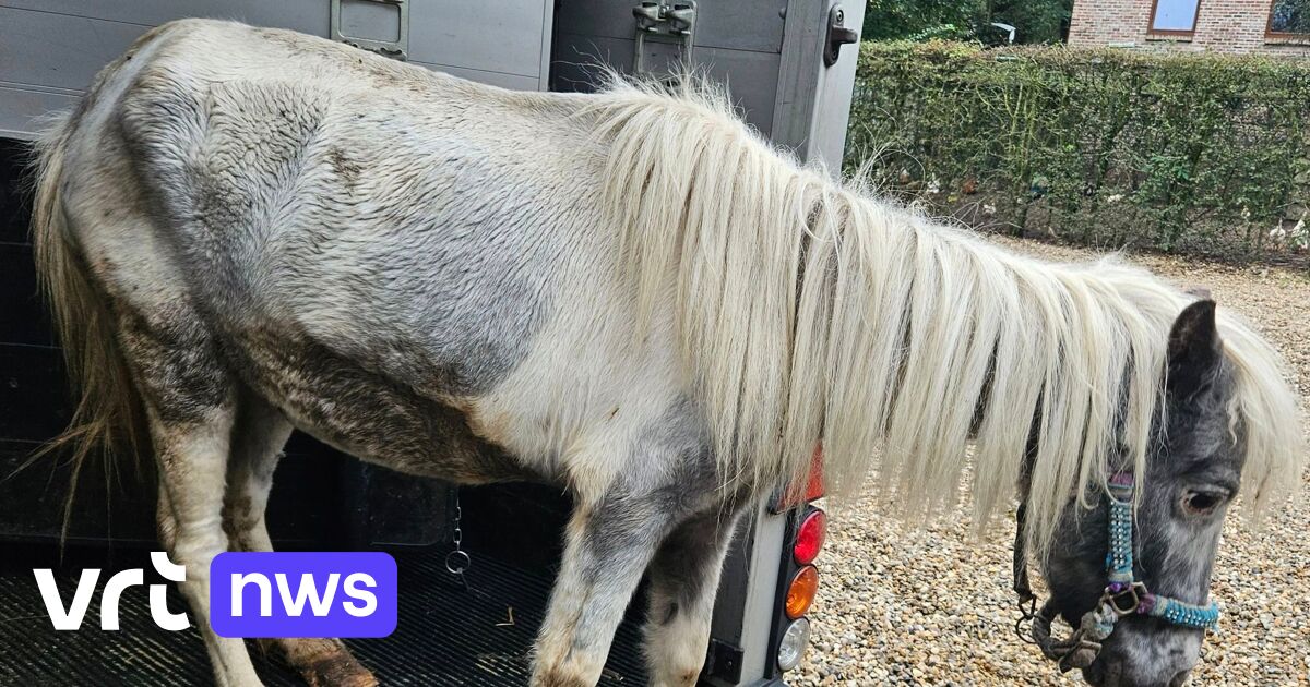 Opvangcentrum Heusden-Zolder vangt 1.922 verwaarloosde dieren op: 