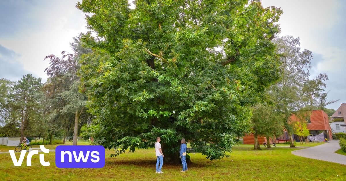 Baum des Jahres steht in Sint-Job-in-'t-Goor: majestätische 200 Jahre alte Kastanie