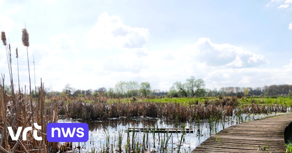 Kinrooi tekent bezwaar aan tegen plannen Nederlands vakantiepark met 45 chalets vlak bij natuurgebie
