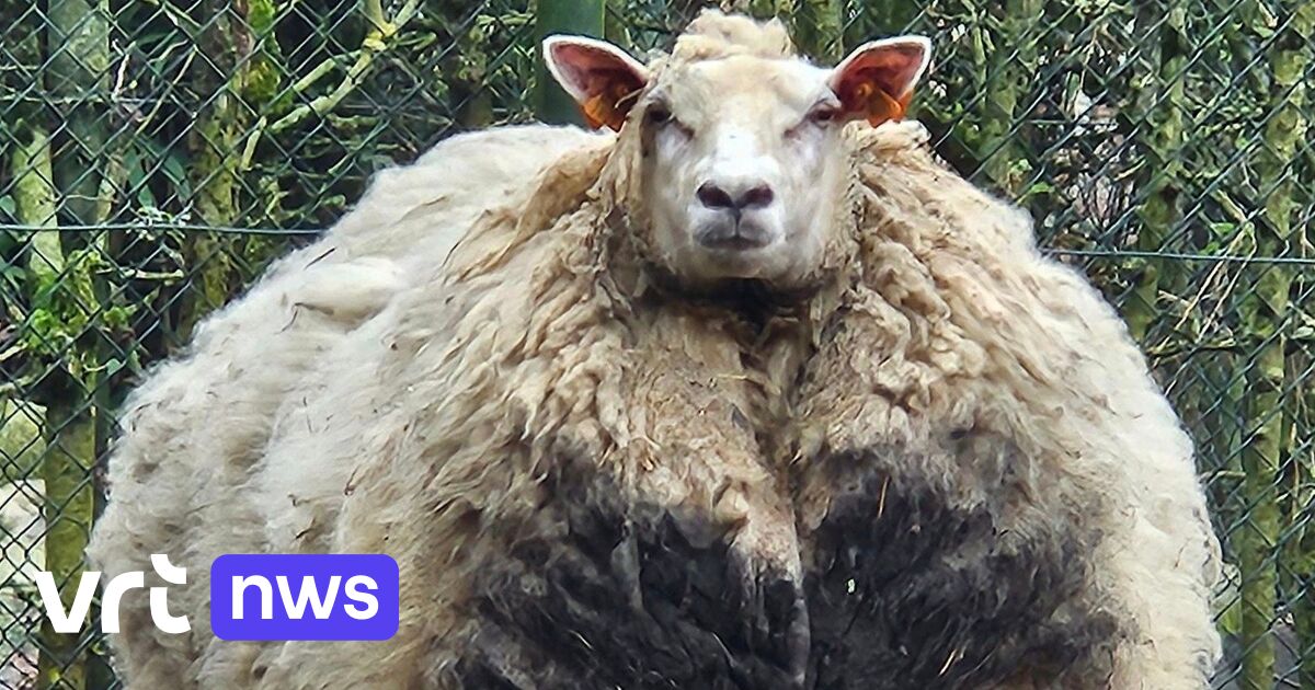 Sheep that hadn't been sheared for 5 years taken into care | VRT