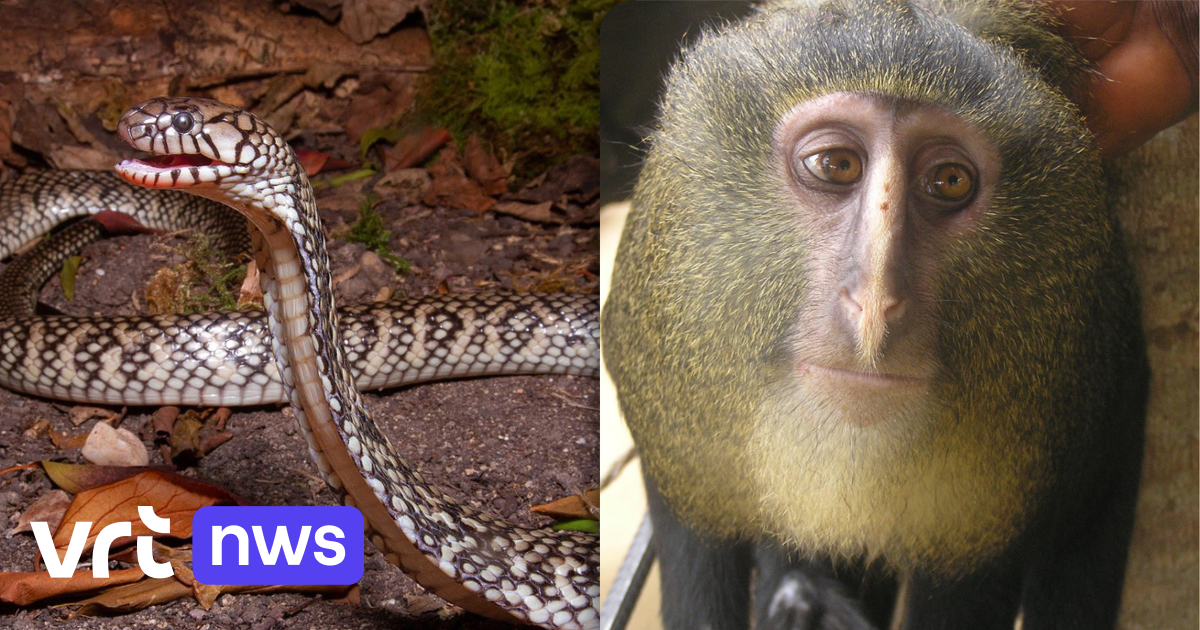 Klauwkikkers, een watercobra en een onbekende aap: onderzoekers spotten ...
