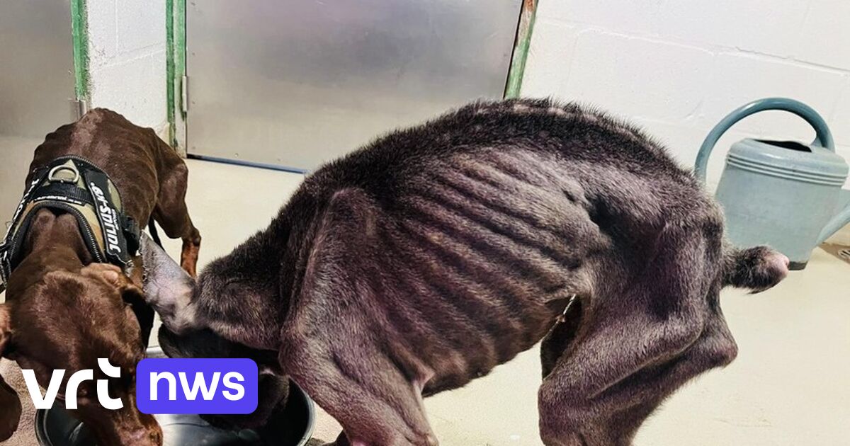Zottegem voert houdverbod voor dieren in tijdens gerechtelijke procedure: 