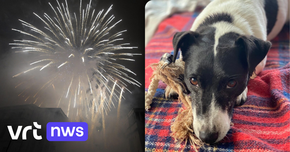 Dierenasiel Genk bereidt zich voor op angstige dieren tijdens