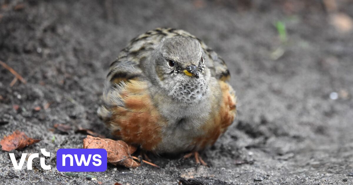 Zeldzame Alpenheggenmus gespot aan de Sint Romboutskathedraal in Mechelen: "Waarschijnlijk verdwaald