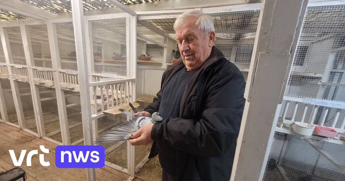 Roemeense bende staat in Hasselt terecht voor diefstal van meer dan 170 topduiven: gedupeerden eisen