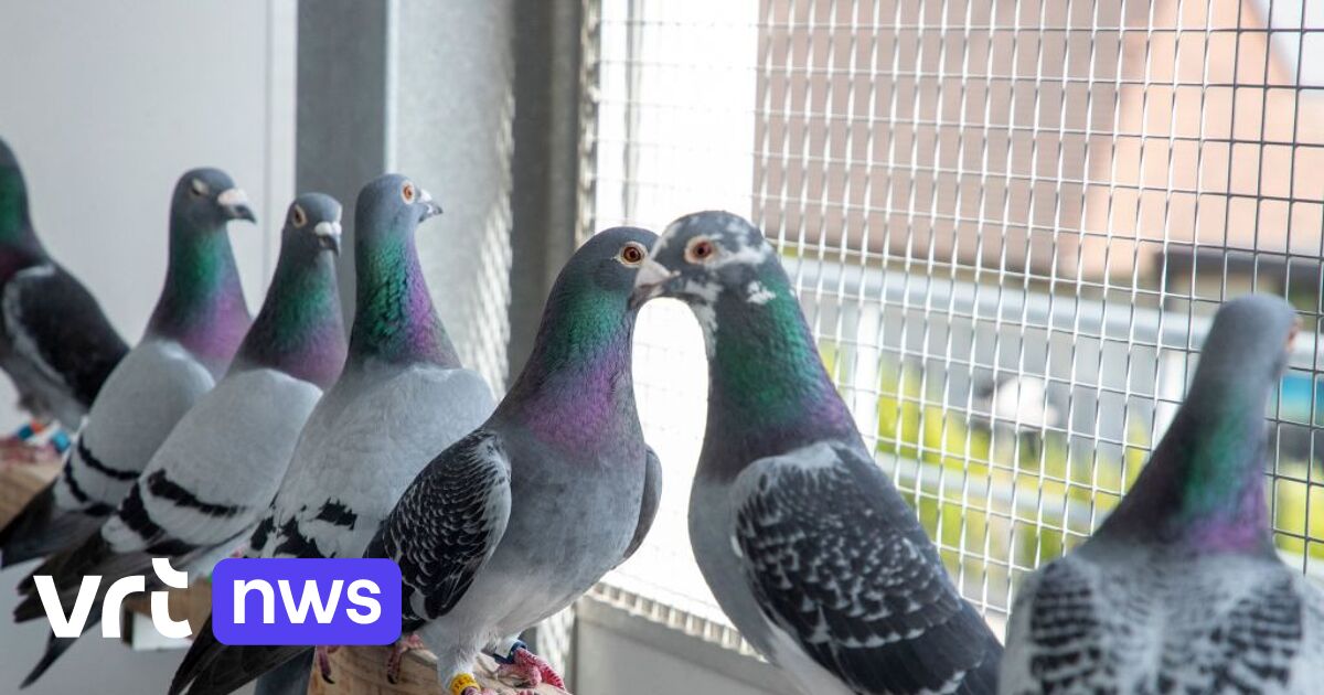 Rumänische Diebesbande wegen Diebstahls von 170 Preistauben verurteilt: Züchter erhalten Schadenersatz von fast 470.000 Euro