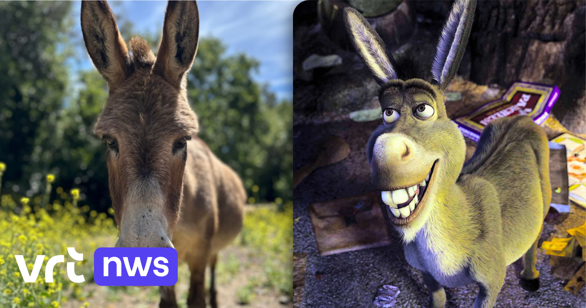 Donkey from ‘Shrek’ Inspiration Dies