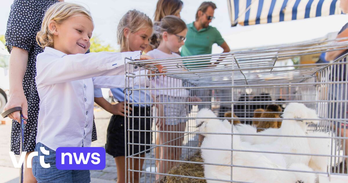 Dierenmarkt in Mol stopt vroeger door hitte: 