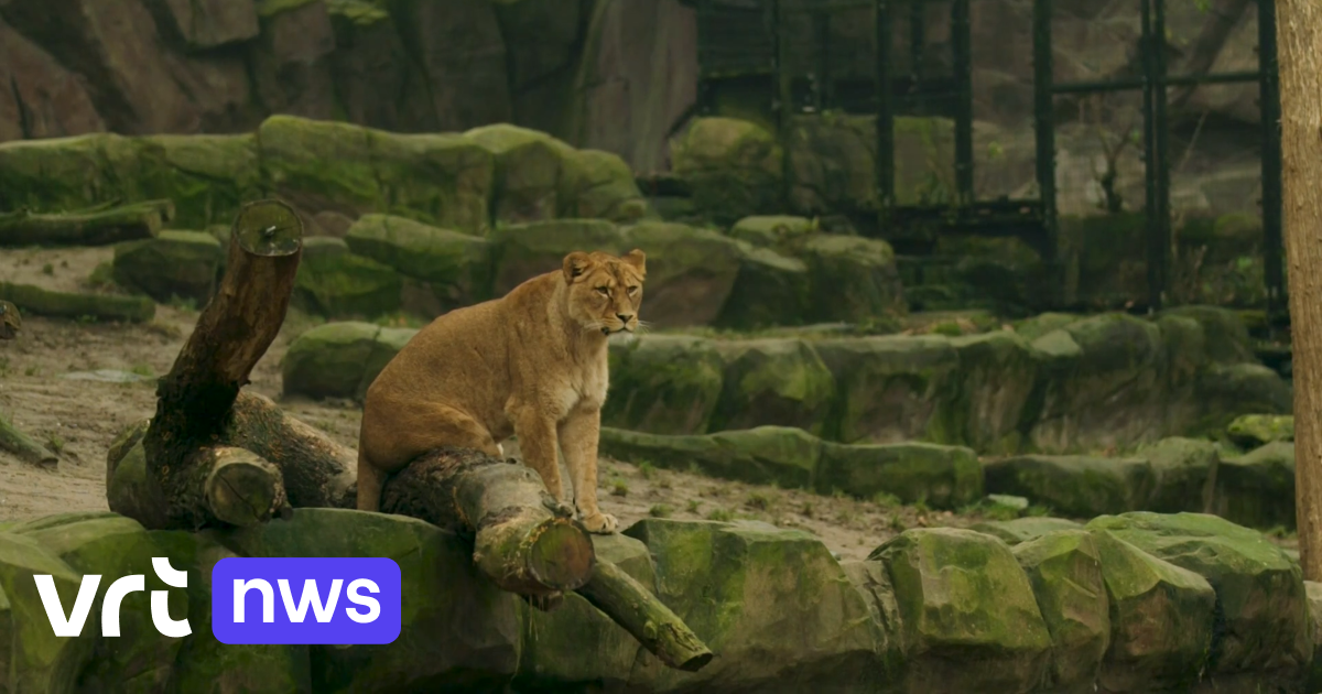 Moeten dierentuinen gezonde dieren doden om overpopulatie tegen te gaan
