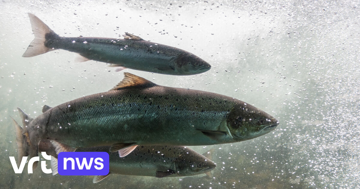 Zalmen zwemmen sneller en verder door cocaïne in afvalwater | VRT NWS Nieuws