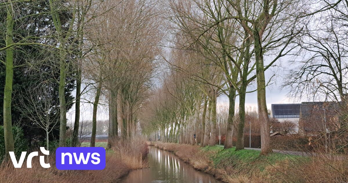 75 populieren langs Zuidervaartje in Sint-Kruis worden vervangen door stormbestendige soort