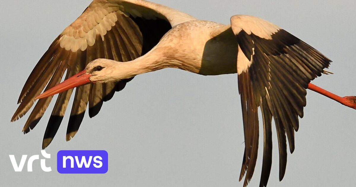 10 broedende ooievaars in Limburg, nog 2 meer dan in het topjaar 2024: 