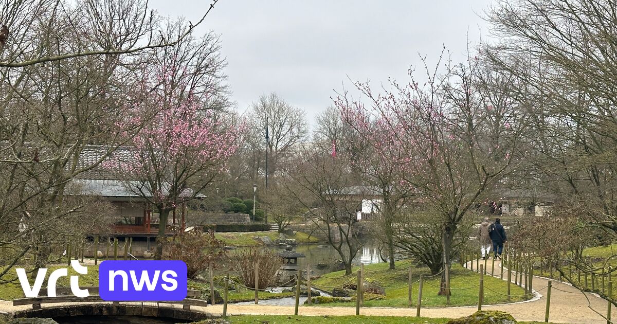 Japanse Tuin in Hasselt gooit opnieuw deuren open, al is het nog even ...
