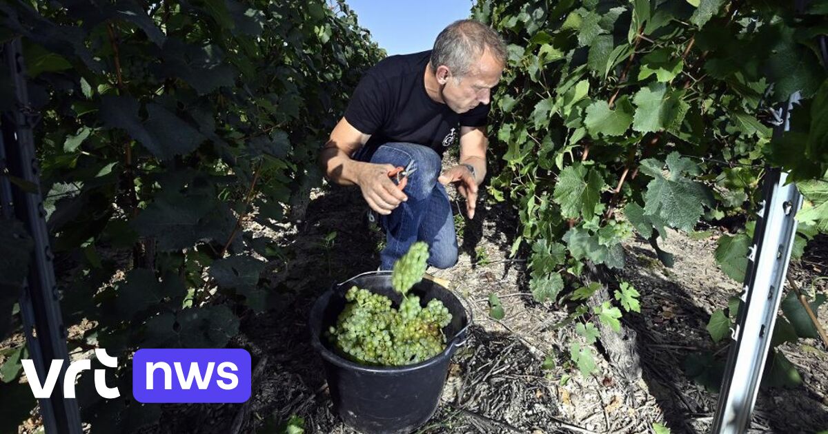 Belgian Wine Production Drops 60% Due to Adverse Weather Conditions in 2022