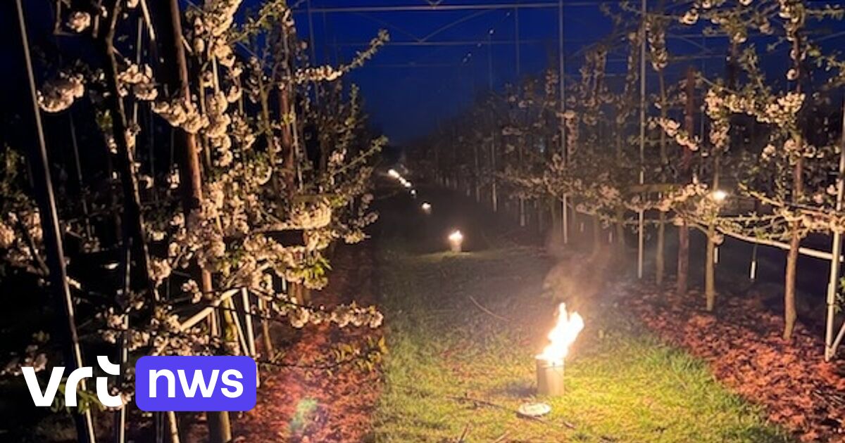 Fruittelers in Oud-Turnhout en Emblem al 2 nachten op rij aan de slag ...