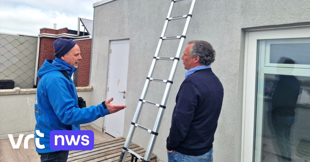Meeuwenteam rukt preventief uit aan kust: 