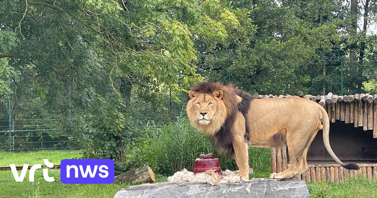 Sperm from lion at West Flemish zoo sent to Germany as part of breeding programme