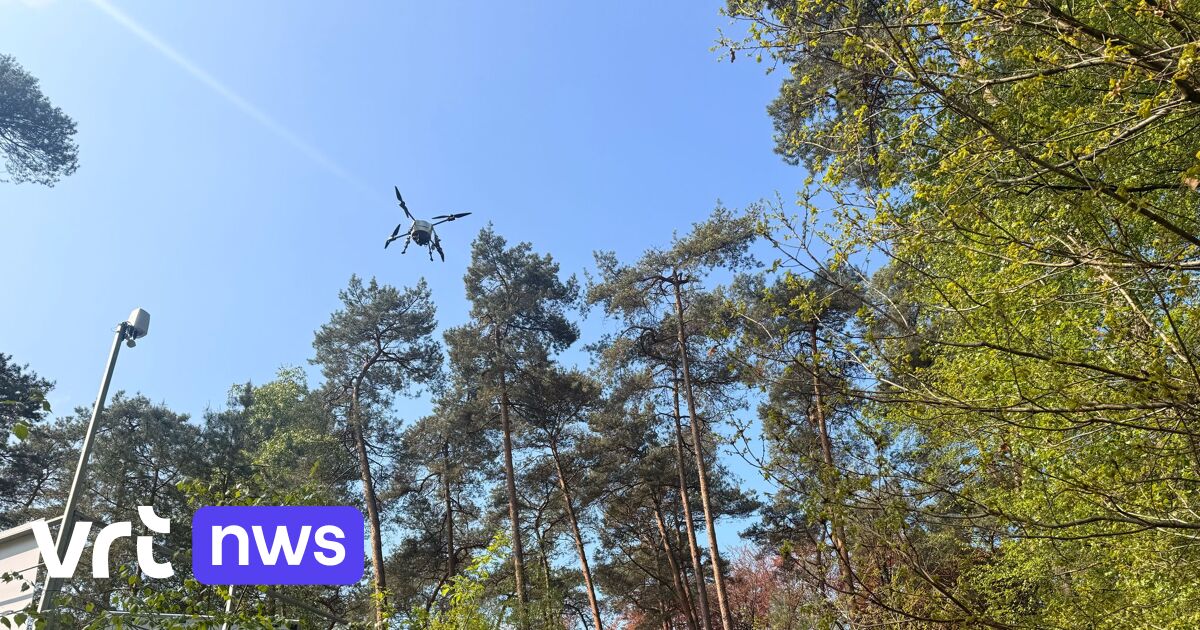 Drone onderzoekt bosgezondheid in Brasschaat: uniek klimaatonderzoek van Universiteit Antwerpen