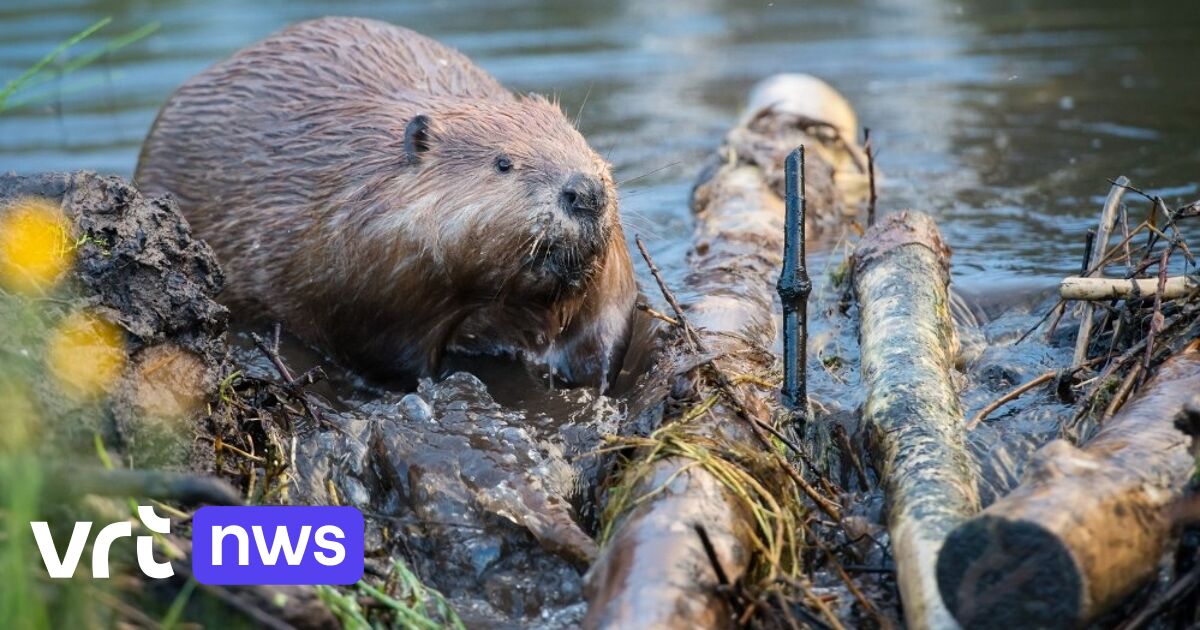Boerenbond vraagt dringend actie tegen bevers die akkers onder water zetten in provincie Antwerpen