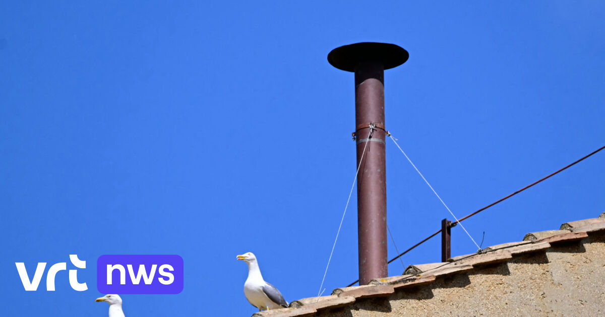Meeuwen stalen de show bij Sixtijnse Kapel, maar waar komen die vogels vandaan?