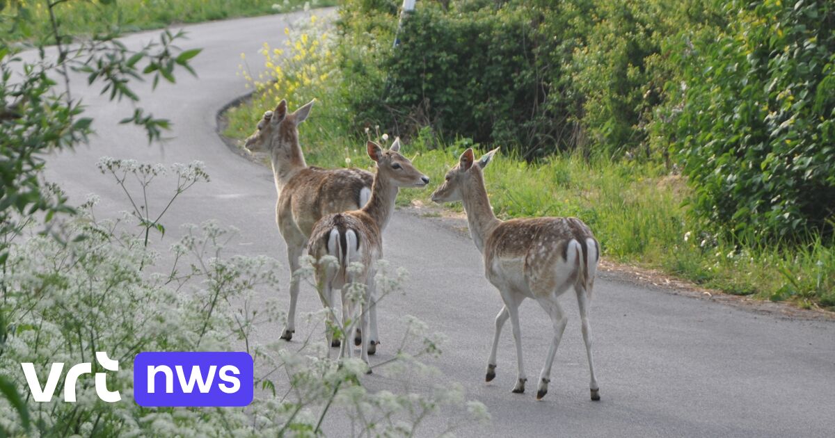 Ontsnapte damherten na wekenlange zoektocht gevangen in Lo-Reninge: 