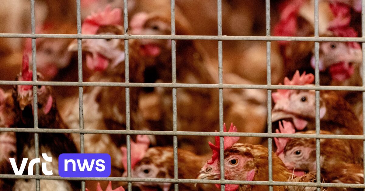 Opnieuw geval van vogelgriep: in Kinrooi worden 28.000 dieren geruimd