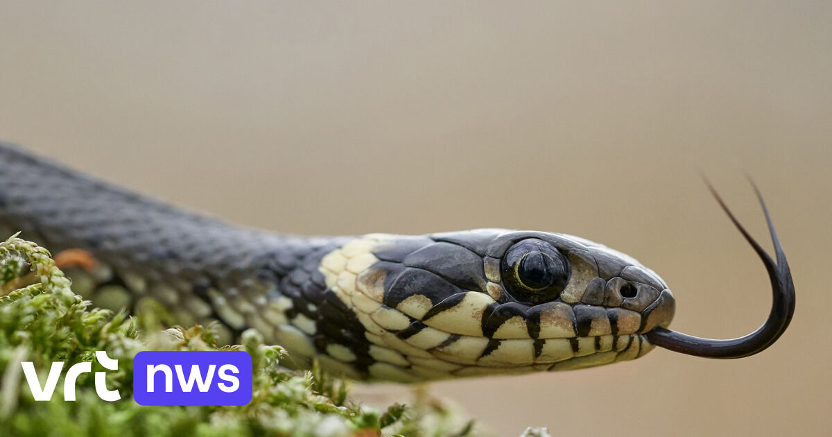Droogte lokt ringslangen naar tuinen: "Duiken voornamelijk op in de omgeving van Maasmechelen, Dilse