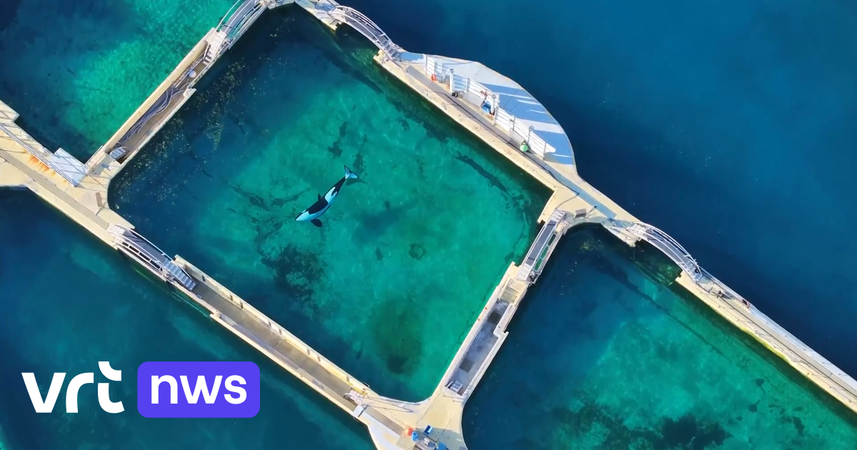 Orka's Wikie en Keijo, die vastzaten in verlaten dolfinarium, worden overgeplaatst naar gesloten baa
