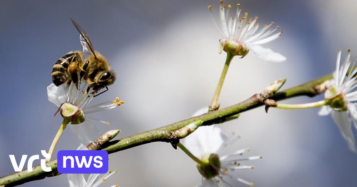 Sterftecijfer van Belgische bijen stijgt voor derde jaar op rij