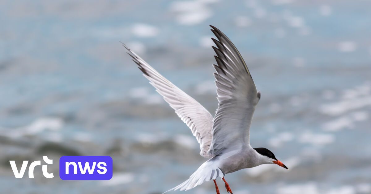 Aantal kustbroedvogels zoals sternen en kleine meeuwen opnieuw op niveau: 
