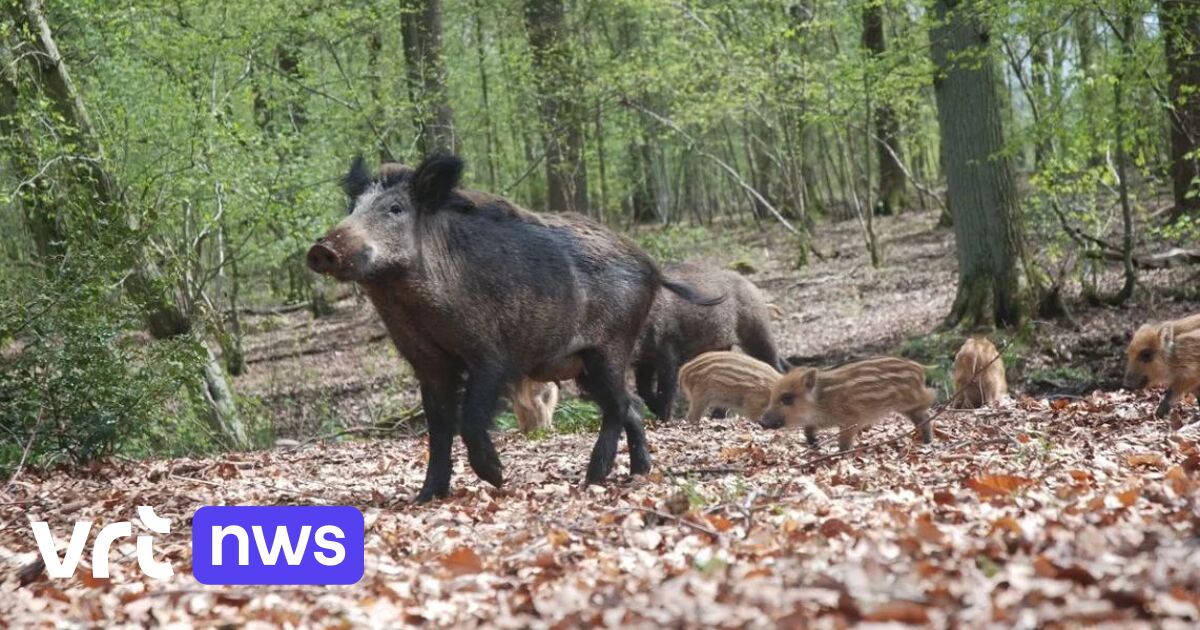Minister Brouns wil meer drukjachten op everzwijnen, ook ‘s nachts
