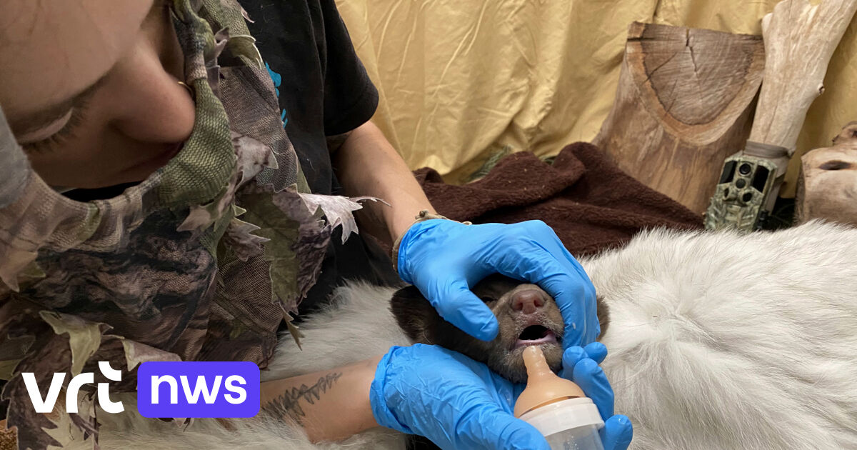 Dierenverzorgers proberen verwaarloosd berenjong bewust te redden in camouflagekledij of berenpak: "
