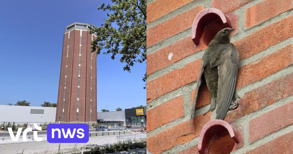 Nestkastjes aan watertoren in Brugge bieden kans op broedkolonie gierzwaluwen