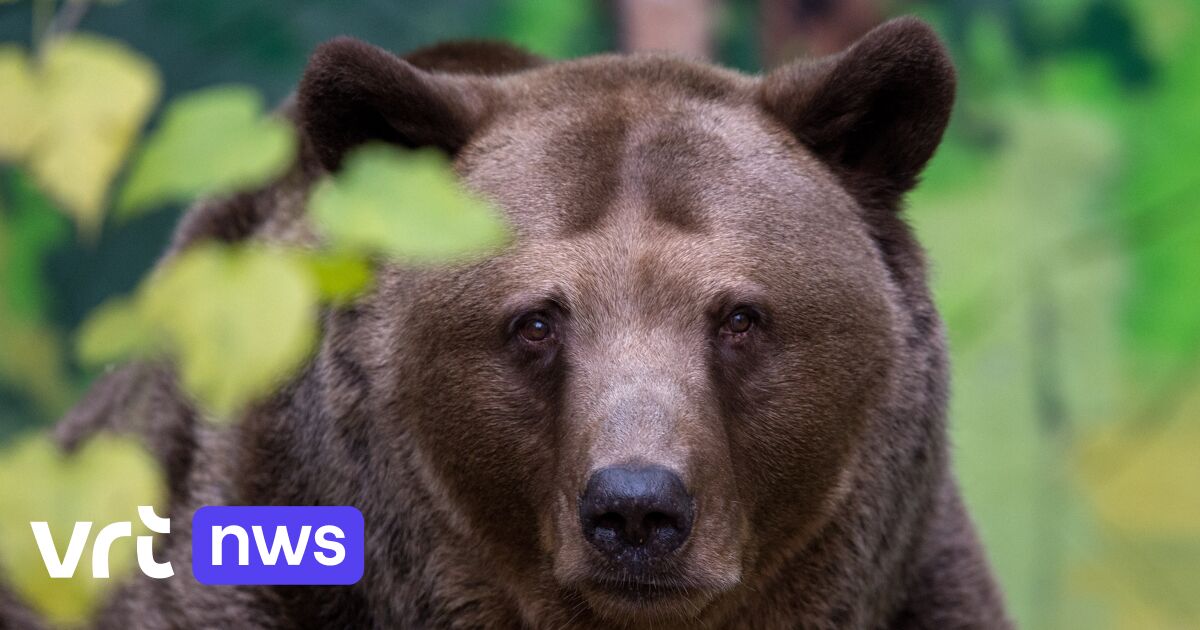 Stukje Baloe? Slovakije keurt verkoop berenvlees goed nu het 350 dieren wil afschieten