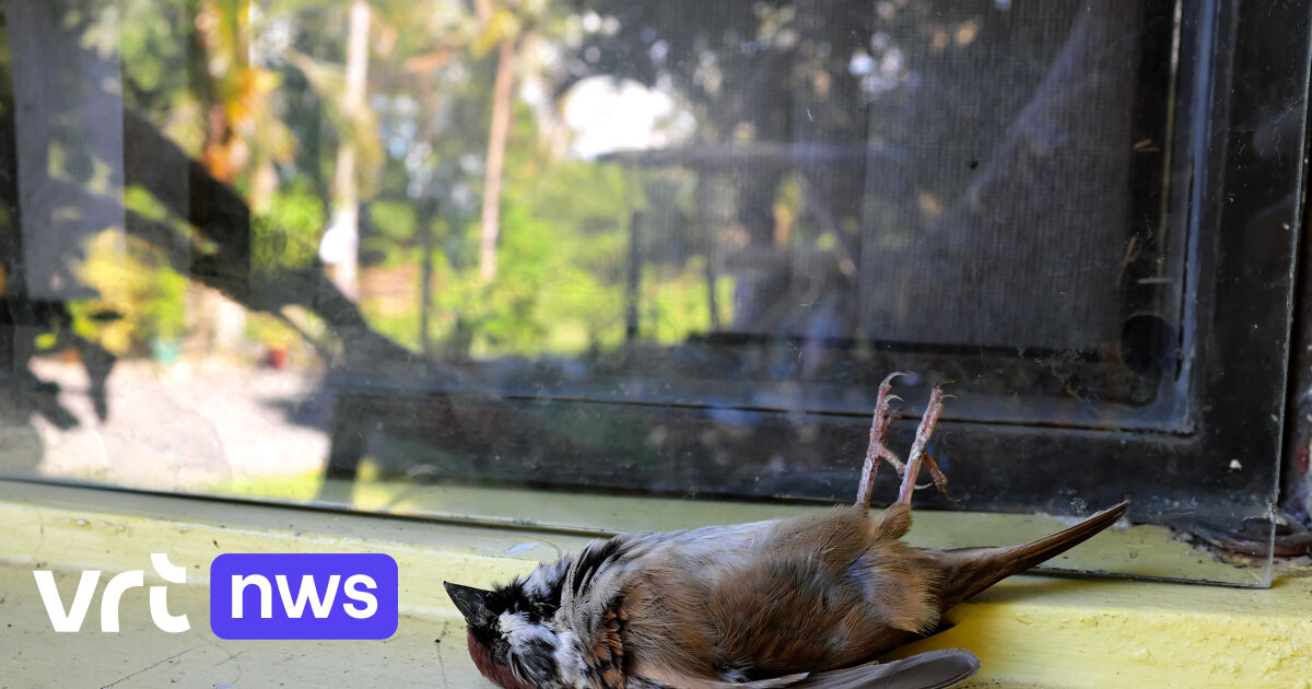 鳥の保護フランダースは、窓の犠牲者に対してグループを購入する「バードペン」を発売する