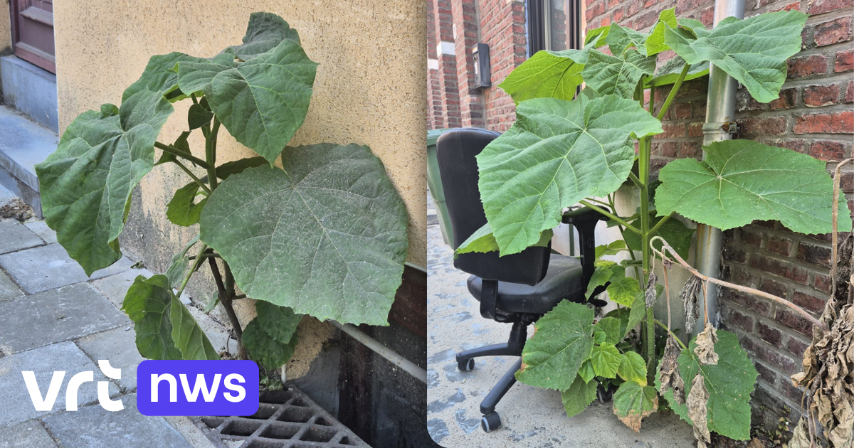 Anna Paulownabomen koloniseren Bijlokewijk in Gent: na riool groeit sierplant nu ook uit keldergat e