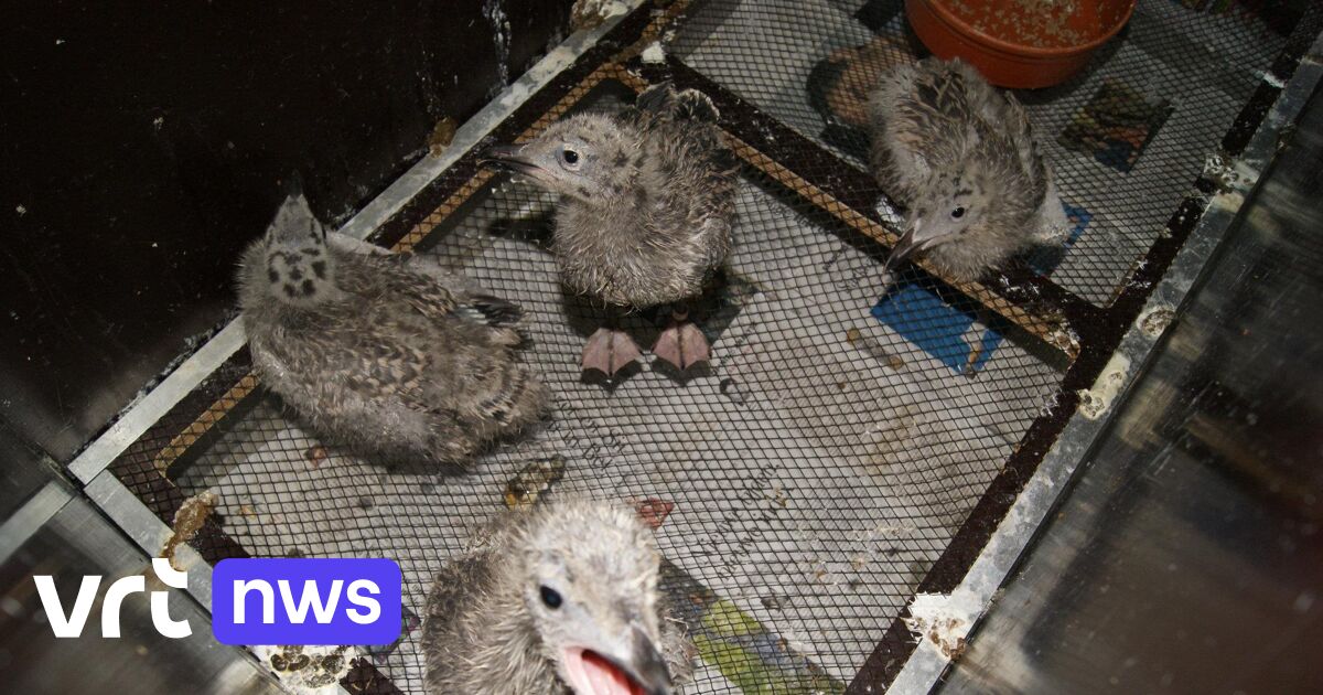 Vogelopvangcentrum Oostende roept om om jonge meeuwen te helpen: 