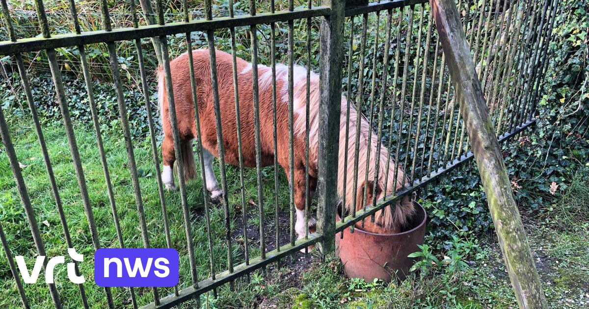 Limburgse veehouders bezorgd na 3 dode pony's: Wolf Fencing Team ziet aanvragen stijgen