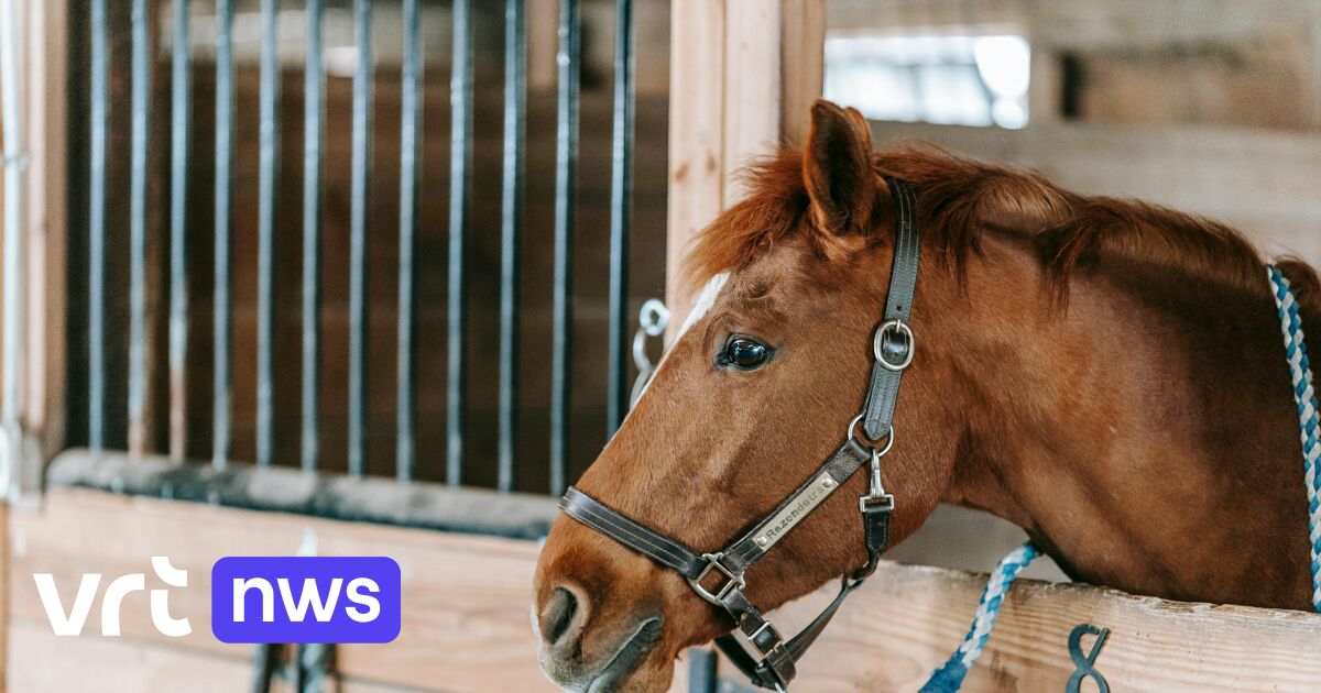 Vrouw (22) levensgevaarlijk gewond na vermoedelijke trap van paard in weide in Sint-Katelijne-Waver