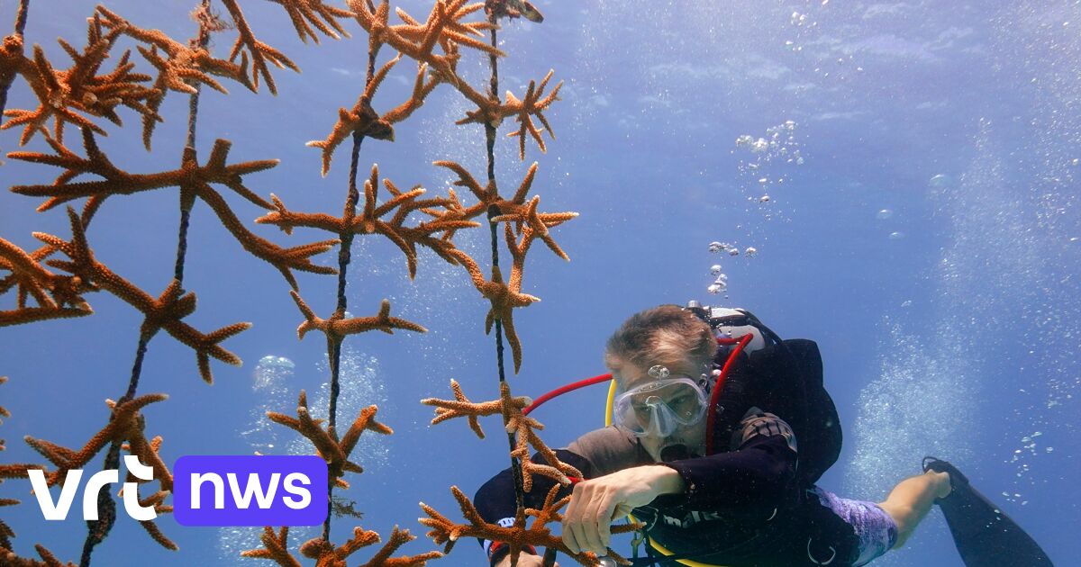 Intenser Ongeziene stijging hittegolven in zeeën en oceanen in 2023: