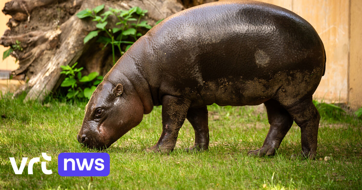 Dwergnijlpaard Nimba (2) plots overleden in Zoo Antwerpen: 