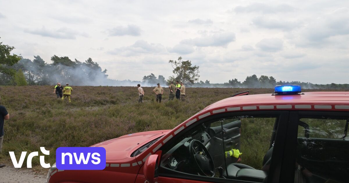 Herstel afgebrande heide in De Teut in Zonhoven zal nog weken duren: "Dieren konden niet tijdig onts