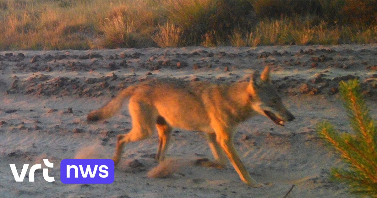 Extra measures following wolf attacks on ponies and goats