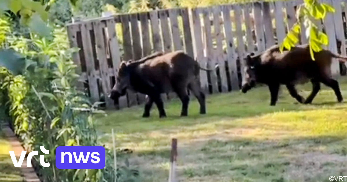 Everzwijnen teisteren tuinen en velden in Beringen: 