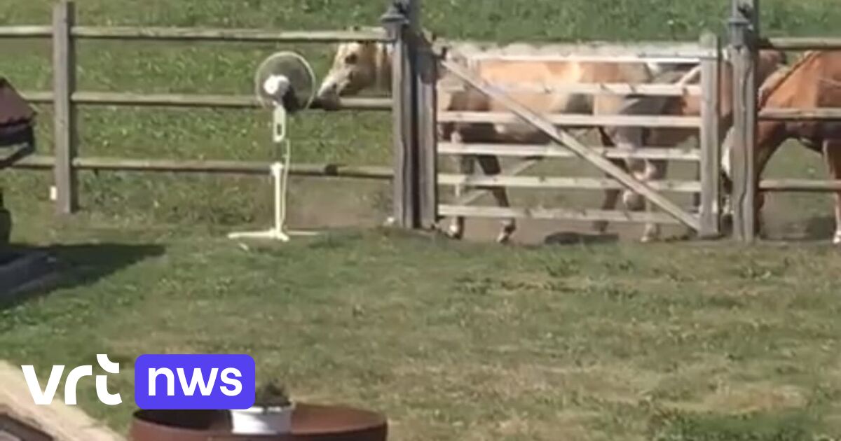 Met de manen in de wind (letterlijk): paarden genieten van ventilator in hun weide in Maaseik
