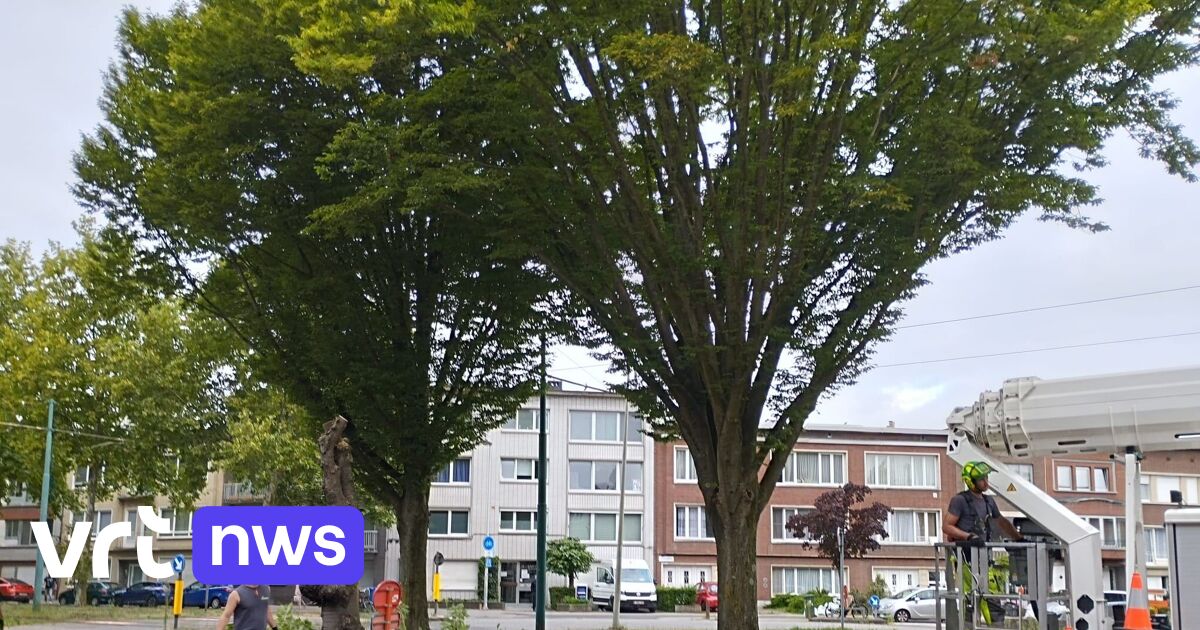Bomenkap gestart voor omstreden keerlus in Antwerpen: "Zoveel politie? Gedegouteerd door dit stadsbe