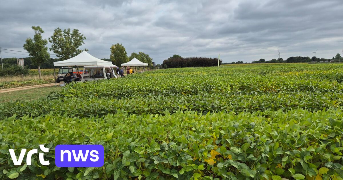 Aurons-nous bientôt autant de soja que de maïs dans les champs de Flandre ? | VRT NWS: le site d’information de référence